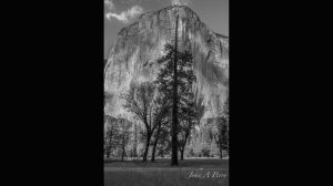 Pine Tree Silhouetted Against El Capitan